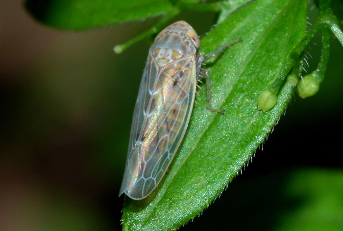 Cicalellidae (Thamnotettix sp.?)